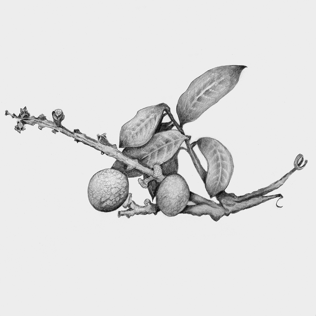 Botanical Drawing in Graphite