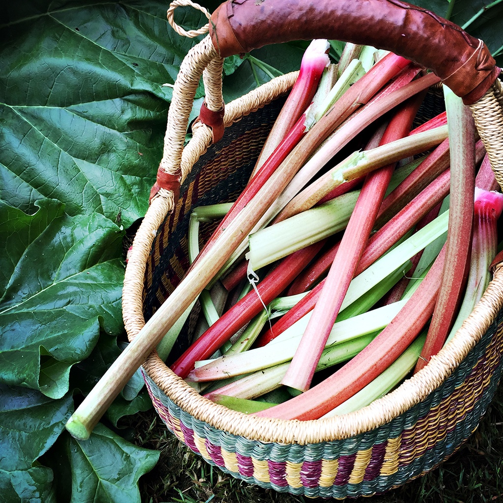 All Things Rhubarb