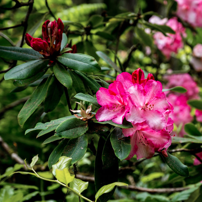 Photowalk at Bloedel Reserve