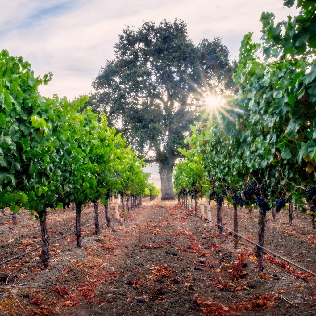 Sonoma Pinots