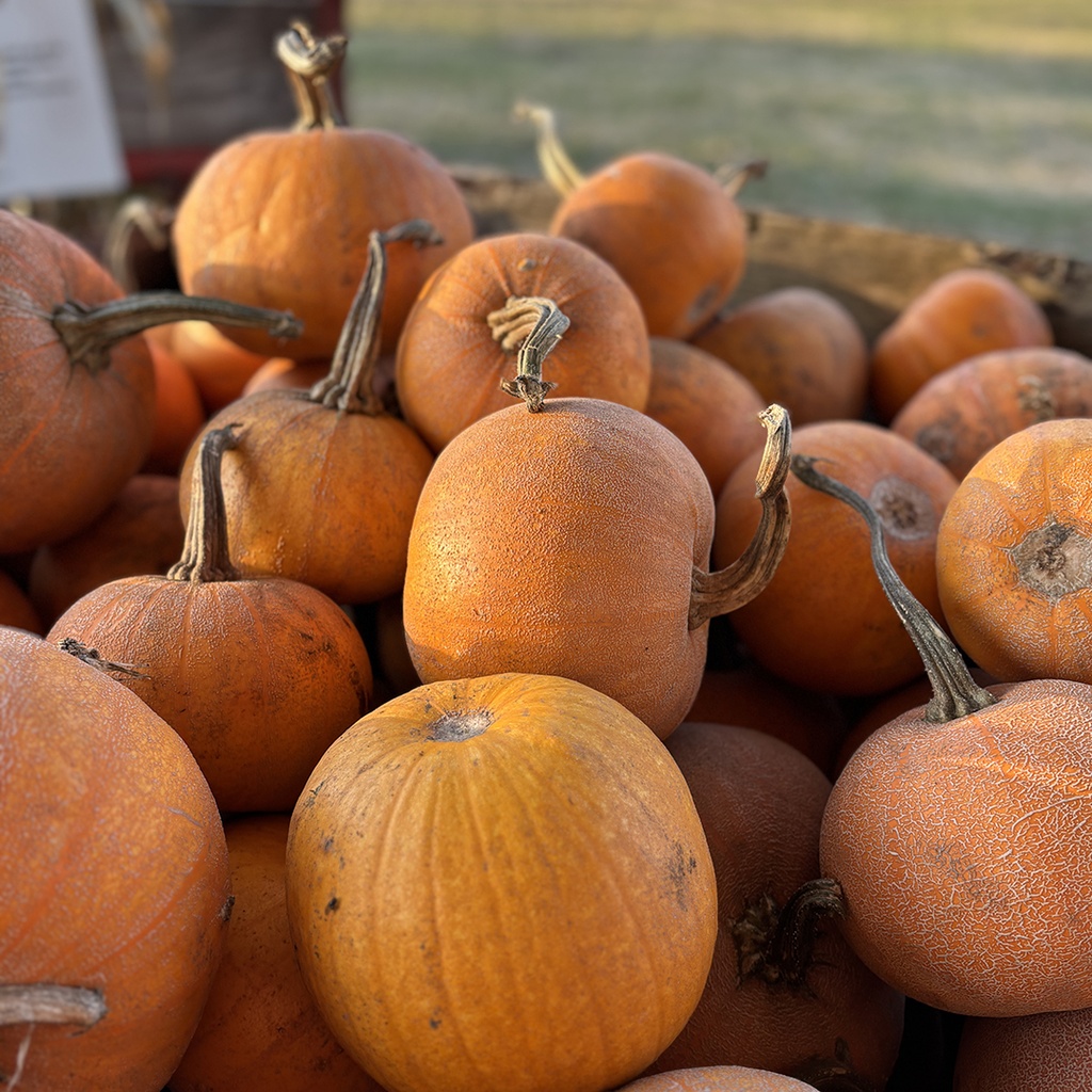 Use the Whole Pumpkin