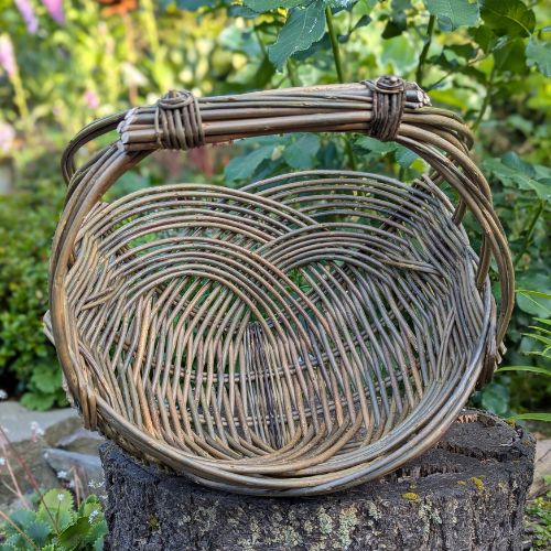 Willow Zarzo Basket