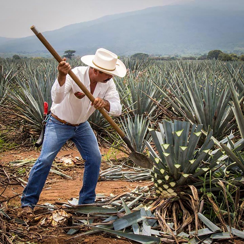 The World of Agave: Tequila and Mezcal