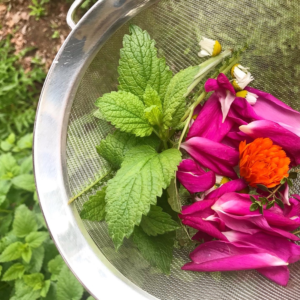 Herbal Medicine: Garden Herbs for Healing
