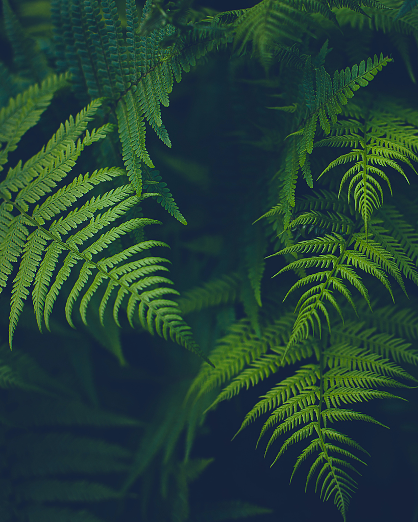 Among the Ferns: Community Open Mic